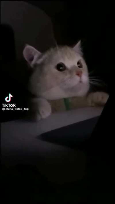 Kitty