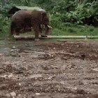 Elephant uses a stick to clean in-between its toes
