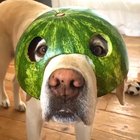 watermelon spy