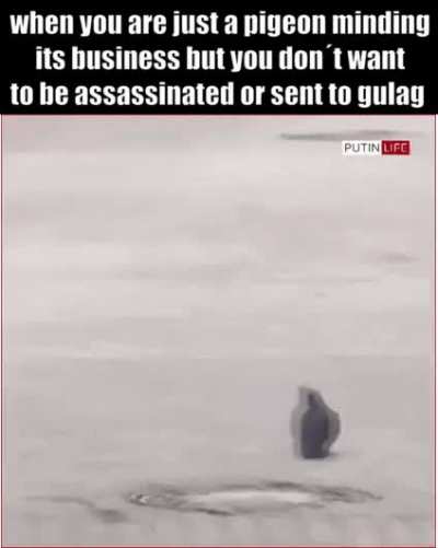 comrade pigeon