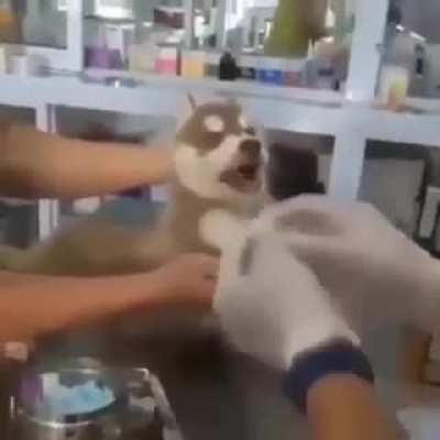 Little dog caught in a bad romance