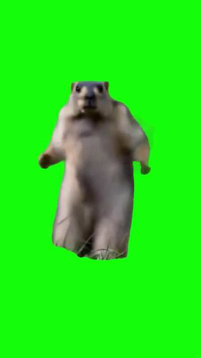 Dancing marmot Green Screen