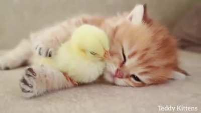Warm Cuddles