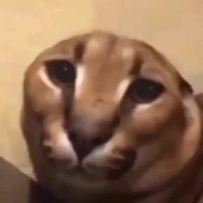 floppa with no ears xd