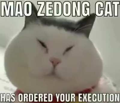 Mao zedong cat