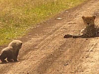 Cheetah cub stalking mom