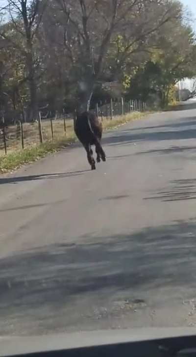 Damn cows