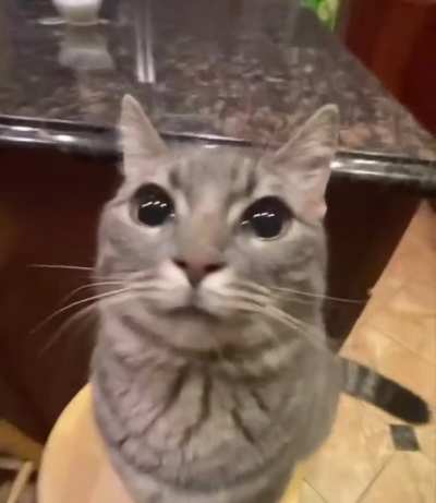 kitty