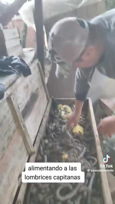 Some species of earthworms are humongous