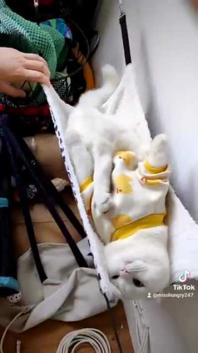 Miso got a hammock