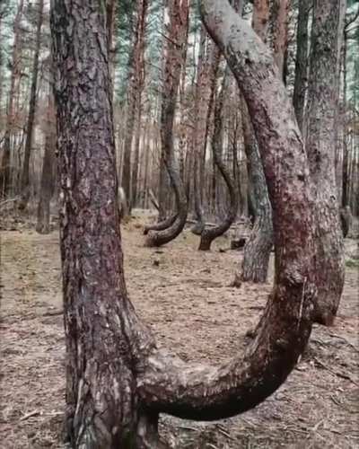 🔥 Crooked Forest, Poland