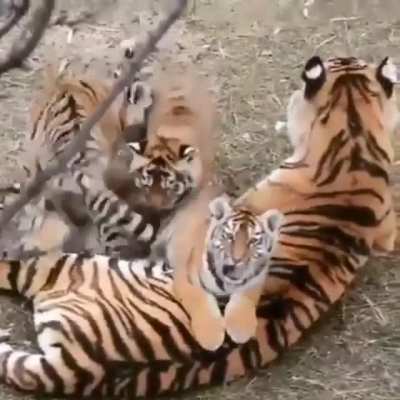 Hardcore Family