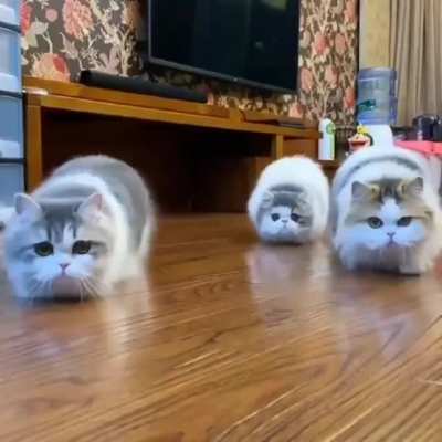 creepy cats
