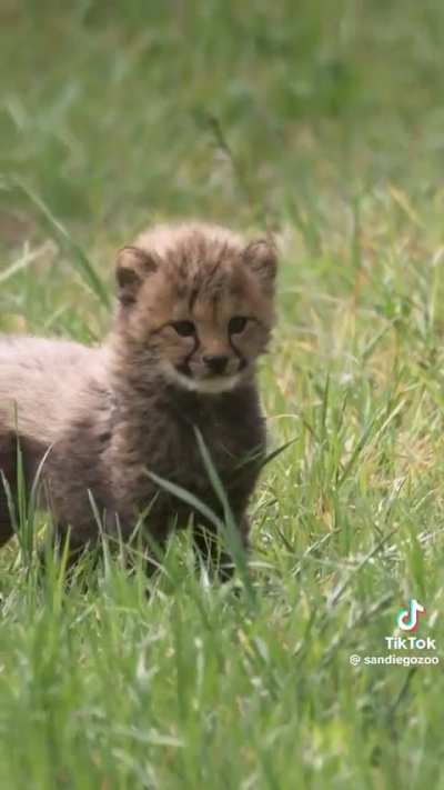 New cheetah cubs at the San Diego Zoo