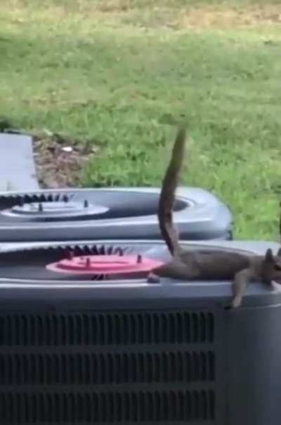 squirrels are evolving