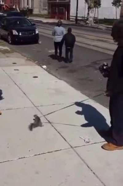 Unc training squirrels now...