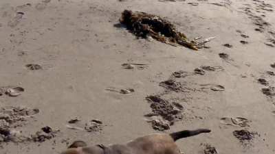 Tickles on the beach in Santa Monica