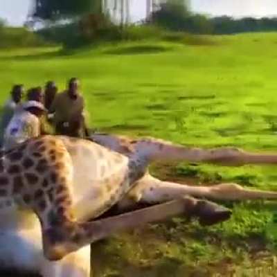 These men risked their own lives to save a giraffe from choking on a wire.