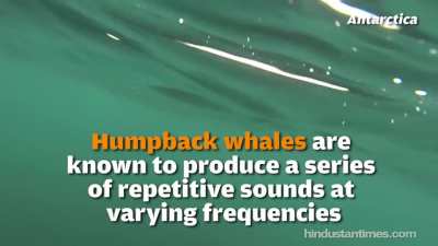 Imagine falling in the water and you hear this shit and they can't swallow you so imagine getting stuck in their throat.