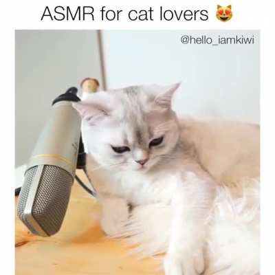 Cat purring