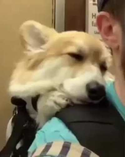 Só um cachorro passeando mesmo