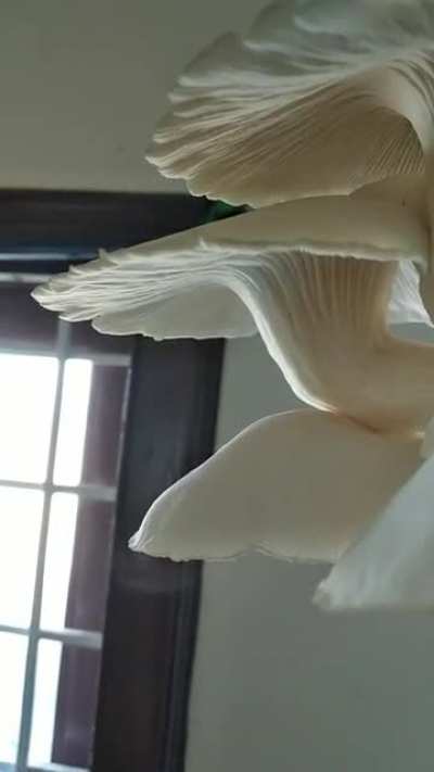 Oyster mushrooms