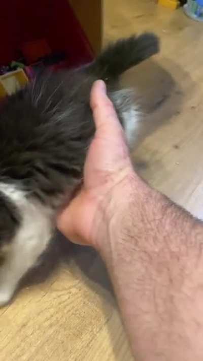 This guy walks like a chameleon. His floof hides his thumbs sometimes.