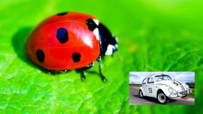 The bug we all love