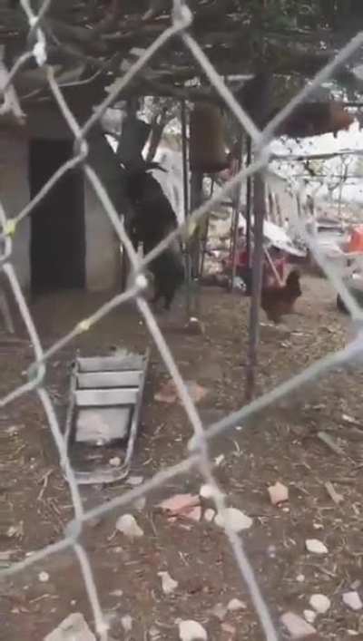 Black Ram Walking On Two Legs