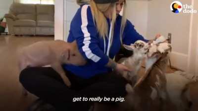 Just some happy piggies