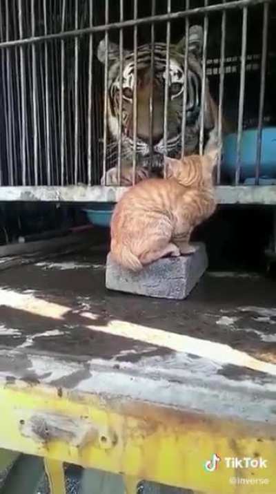 when two felines meet