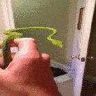 The stabilized head of the green vine snake