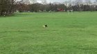 Out-of-work British rugby commentator Nick Heath commentates on everyday life
