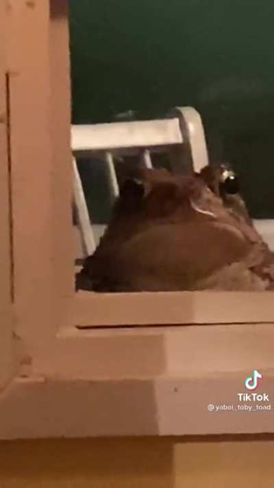 Let the right toad in