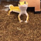 “Sup, ladies? Got any crickets? Grasshoppers? Earthworms?”
