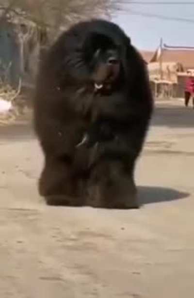 Absolute unit of note