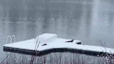 Otters playing in the snow