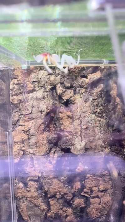 First orchid mantis
