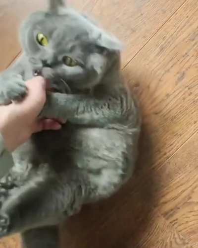 Котик
