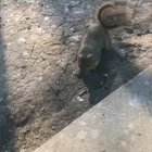 The squirrel flew.