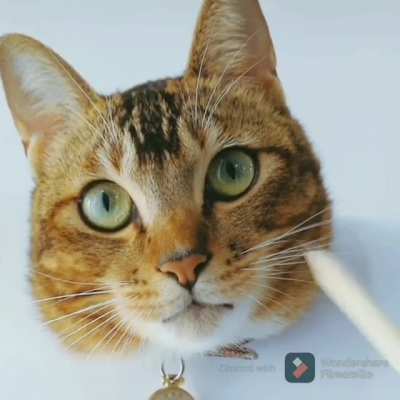 Realistic cat drawing