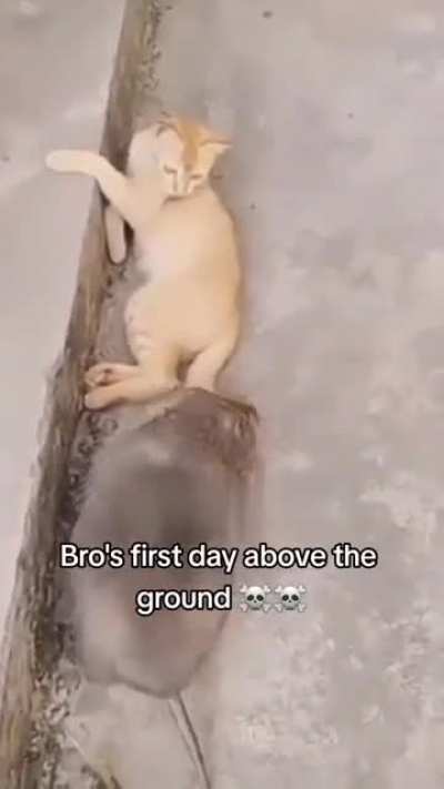This rat