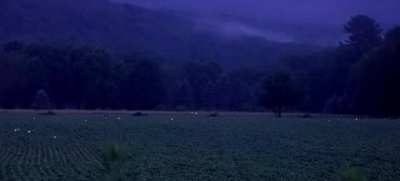 Fireflies in a field