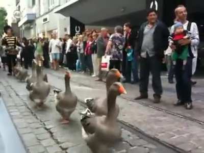 When the geese parade is in town