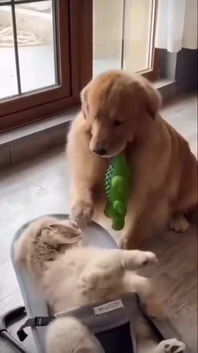 Dog fun