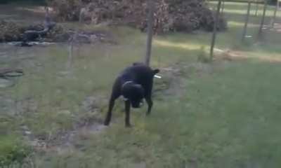 Poor doggie