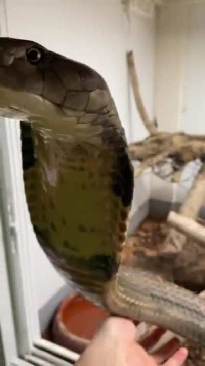 Hehe cute pet !