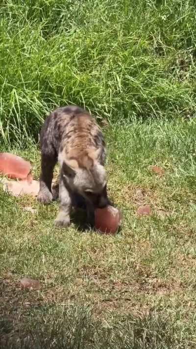 Yeensicles for the babies 🧊👅