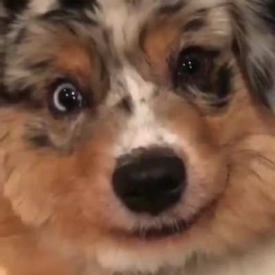 Happy Dogg smiles