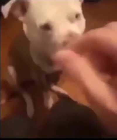 Dogs aren't supposed to eat jellybeans
